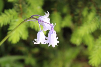 Close-up of purple flowering plant