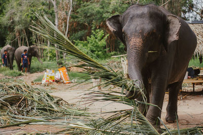 Elephant on land in forest