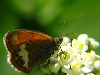 Close-up of butterfly pollinating on white flower