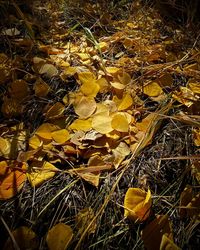 High angle view of yellow flowering plant on field