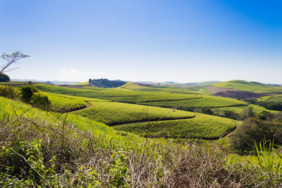 Scenic view of agricultural field against sky