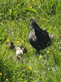 View of a bird on grass