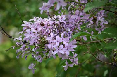 Close-up of purple flowers on branch