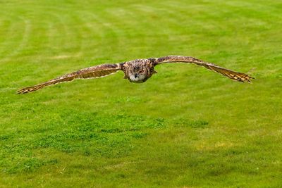 Bird flying over a field