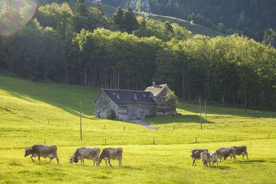Cows graze by traditional farmhouse, alpstein, appenzell, switzerland