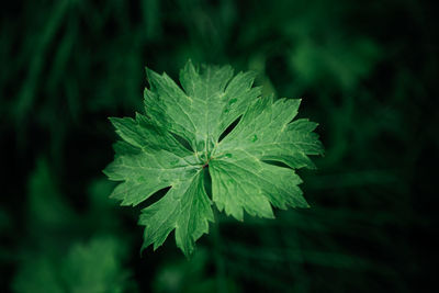 High angle view of plant