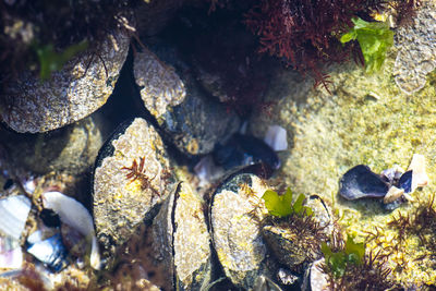 Full frame shot of rocks in stream