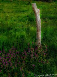 View of flowering plants in forest