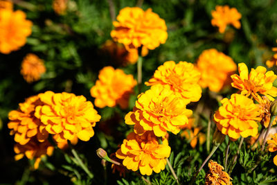 Close up of a group of orange tagetes or african marigold flowers in a sunny summer garden