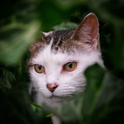 Close-up portrait of cat