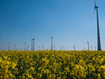 Yellow flowers growing on field against sky