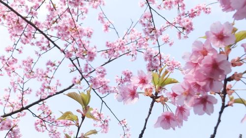 Low angle view of pink flowers blooming on tree