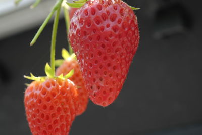 Close-up of red fruit