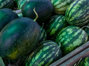 Closeup pile of green peel watermelons in the market. watermelon from an organic agriculture farm. 