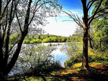 Trees by lake against sky