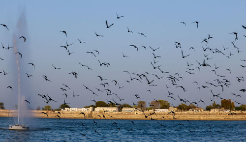 Flock of birds flying over sea against sky