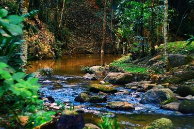 Plants by trees in water