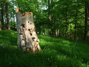 Trees growing in forest