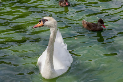 High angle view of swan swimming in lake