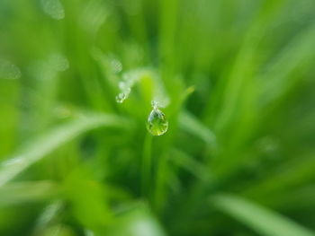 Close-up of water drops on grass