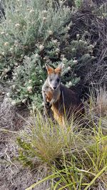 View of lizard on land