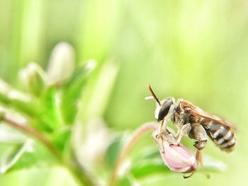 Bees perch on flowers