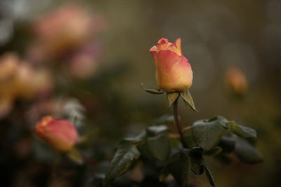 Close-up of rose bud