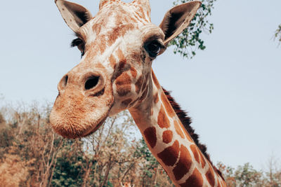 Close-up of an animal