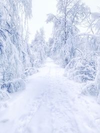 Snow covered street amidst trees during winter