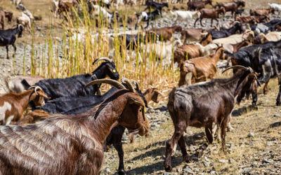 Horses in pasture