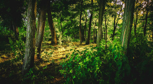 Scenic view of forest