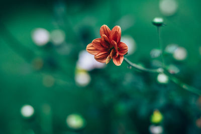 Close-up of flower blooming outdoors