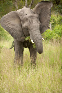 Elephant in a field