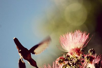 Close-up of plant against sky