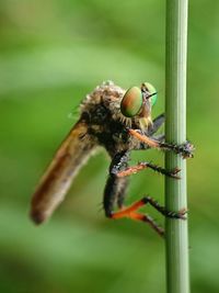 Robberfly attacks robbers enjoying morning dew