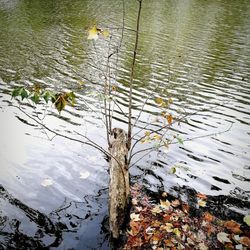High angle view of leaves floating on lake