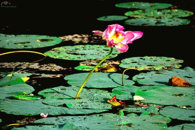 Close-up of lotus water lily in lake