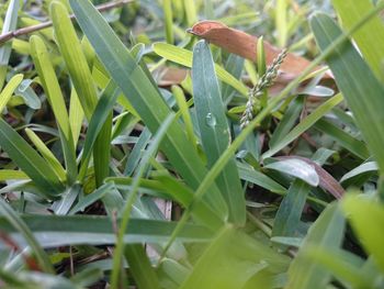 Close-up of dew drops on grass