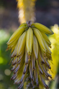 Close-up of yellow flowering plant