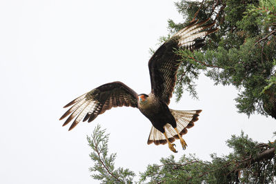 Low angle view of eagle flying against sky