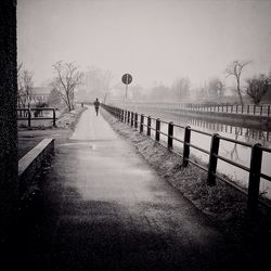 Bare trees along road