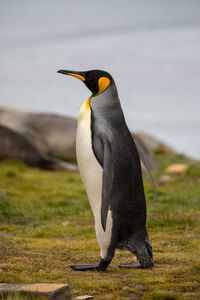 Full length of penguin standing on field 