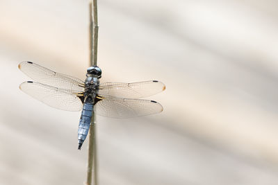 Close-up of a dragonfly