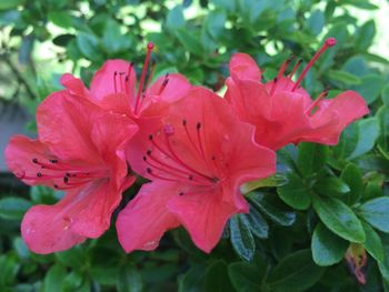 Close-up of pink hibiscus blooming outdoors