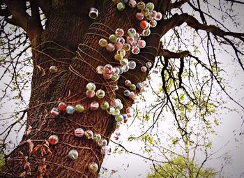 Low angle view of flowers on tree