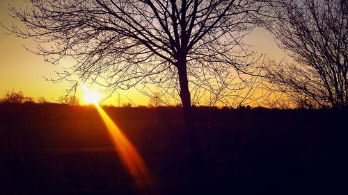 Silhouette of trees at sunset