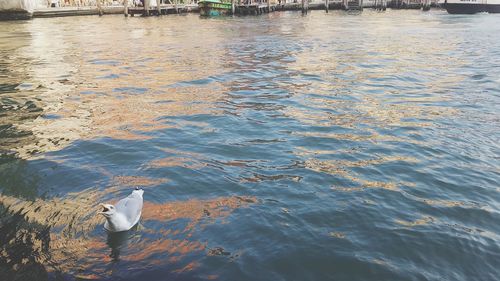 High angle view of seagulls on lake