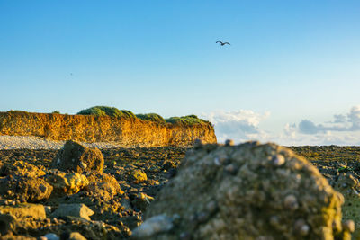 View of bird on rock against sky