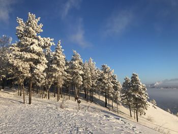 Trees on snow covered land against sky in siberia