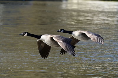 Canada geese in lake